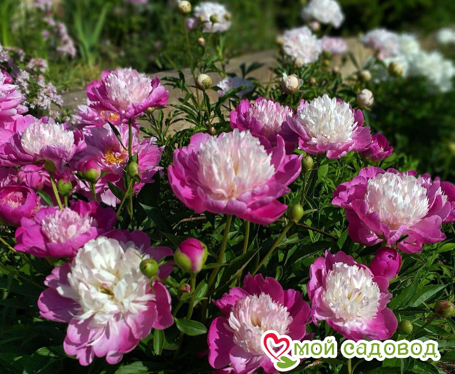 Пион Селебрити