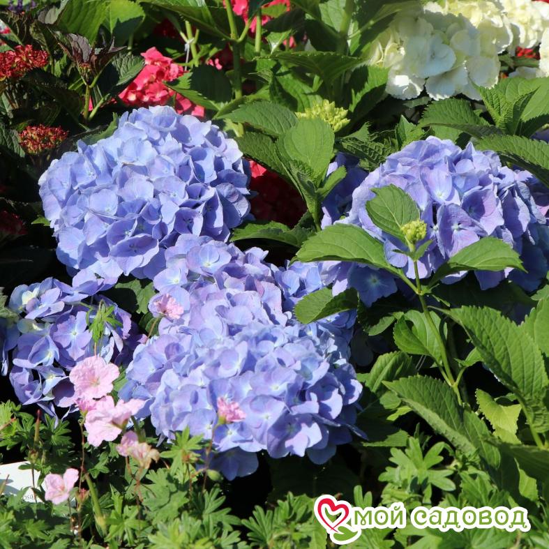 Гортензия крупнолистная Боденси ЗКС