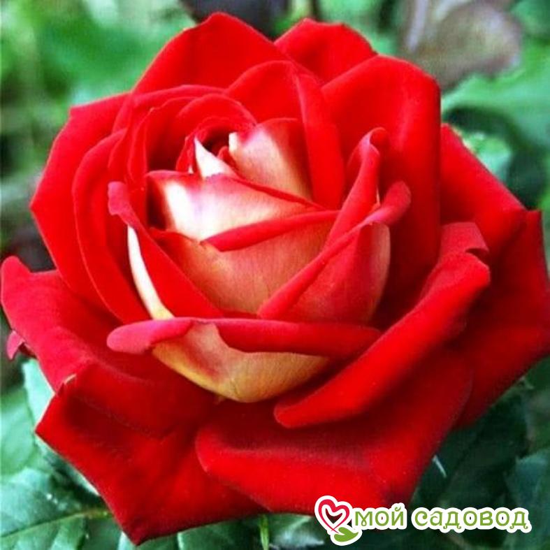 Роза Френдшип