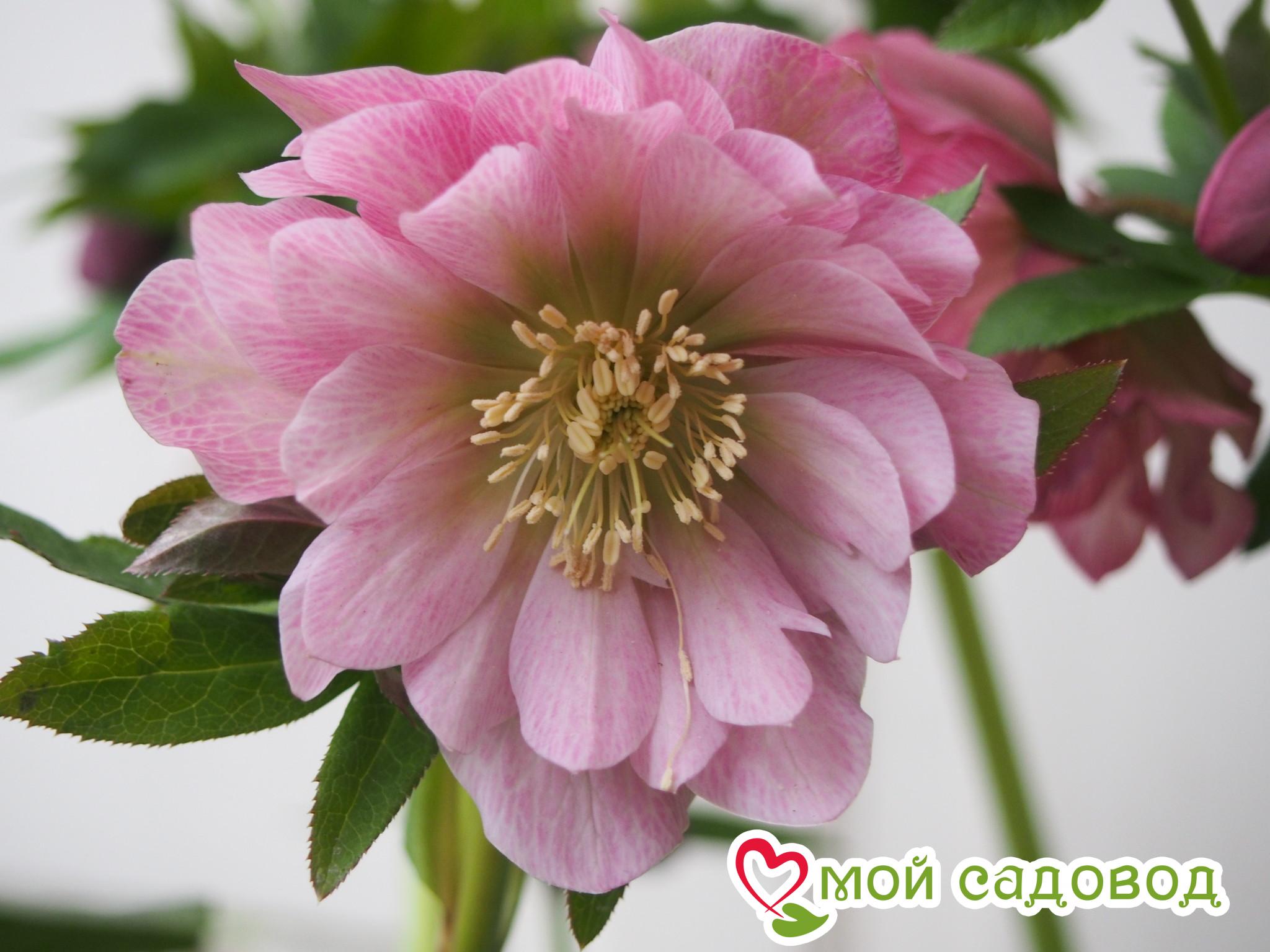 Морозник махровый Дабл Эллен Пинк